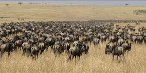 The Trek of the Wildebeest